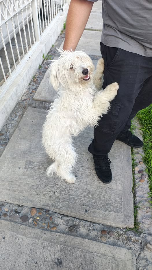 Foto del avistamiento de perro