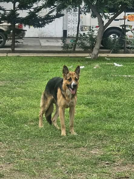 Foto del avistamiento de perro