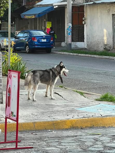 Foto del avistamiento de perro