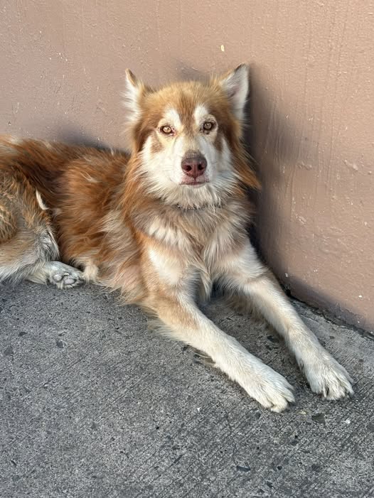 Dog sighting photo