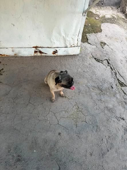 Foto del avistamiento de perro