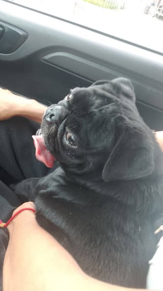 Foto del avistamiento de perro