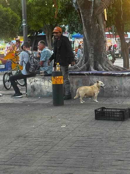 Foto del avistamiento de perro
