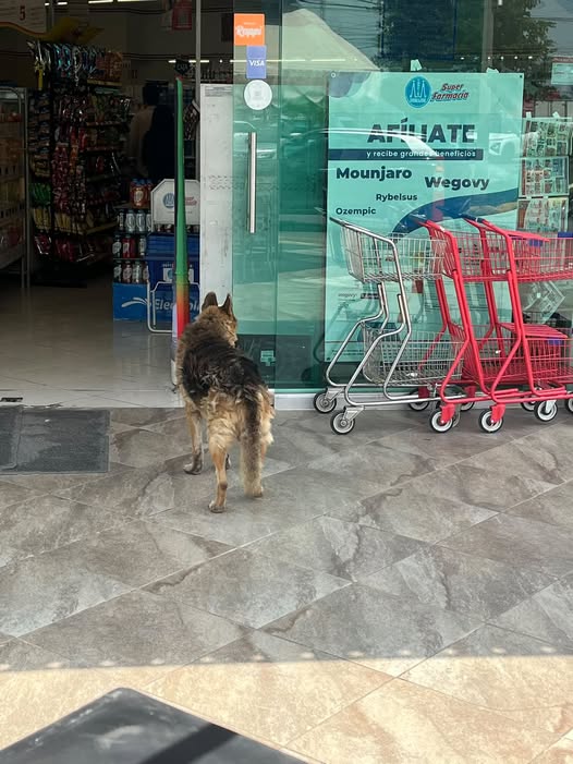 Foto del avistamiento de perro