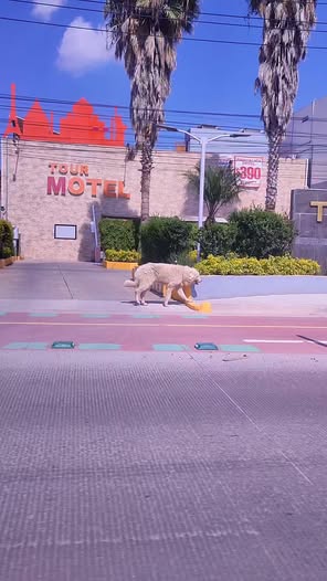 Foto del avistamiento de perro