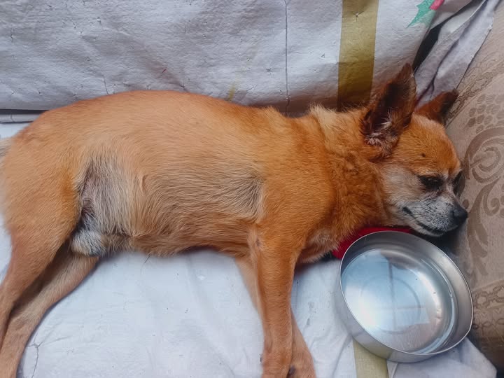 Foto del avistamiento de perro