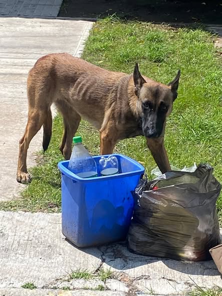 Dog sighting photo