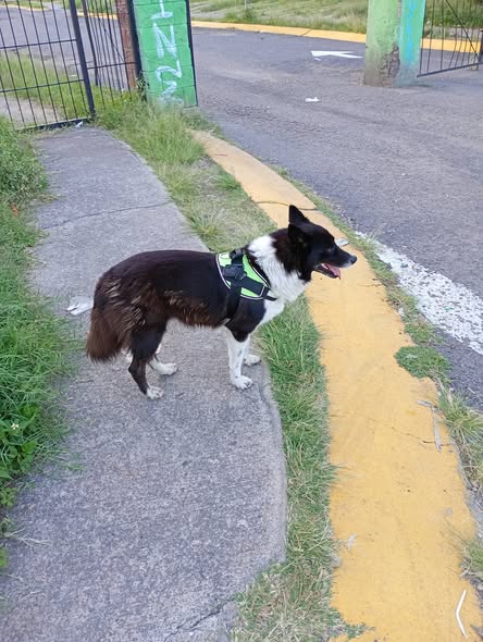 Foto del avistamiento de perro