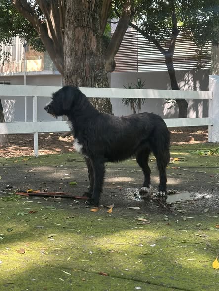 Dog sighting photo
