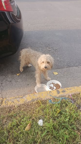 Dog sighting photo