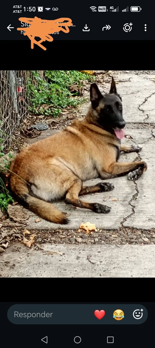 Foto del avistamiento de perro