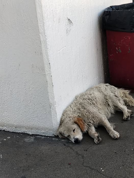 Dog sighting photo