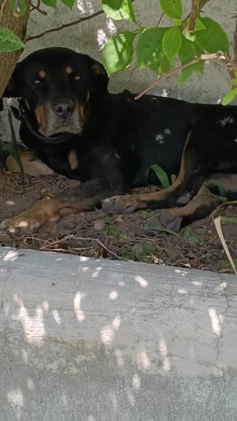 Foto del avistamiento de perro