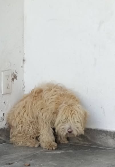 Dog sighting photo