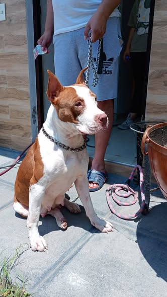 Foto del avistamiento de perro