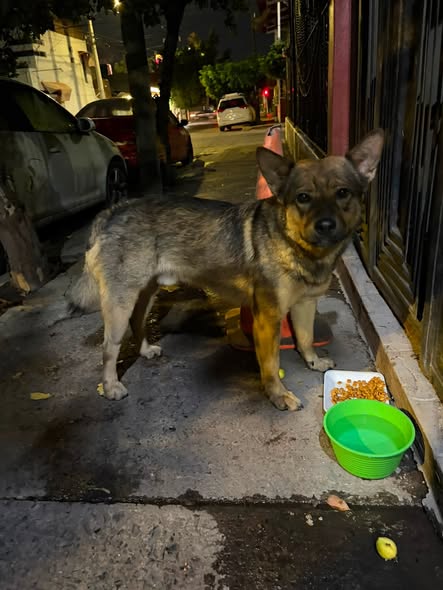 Foto del avistamiento de perro