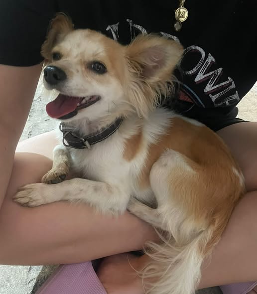 Foto del avistamiento de perro