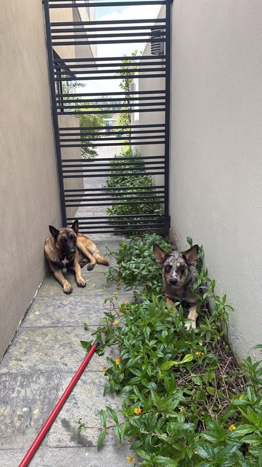 Foto del avistamiento de perro