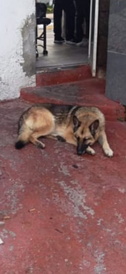 Dog sighting photo