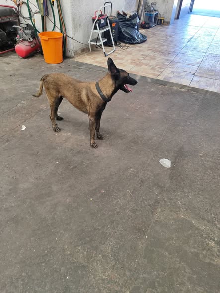 Dog sighting photo