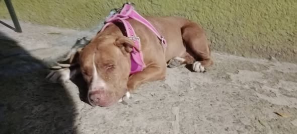 Foto del avistamiento de perro