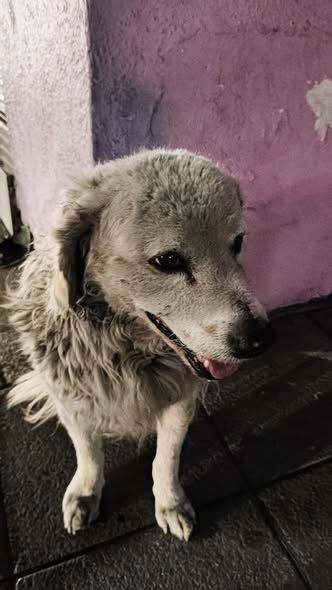 Foto del avistamiento de perro