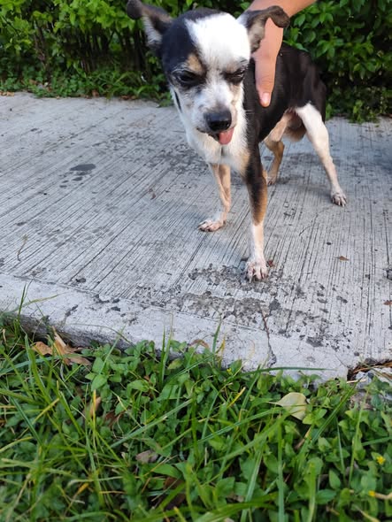 Dog sighting photo