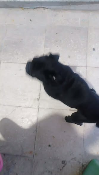 Foto del avistamiento de perro