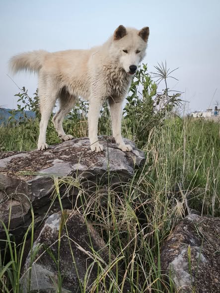 Foto del avistamiento de perro