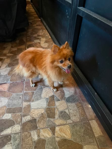 Dog sighting photo