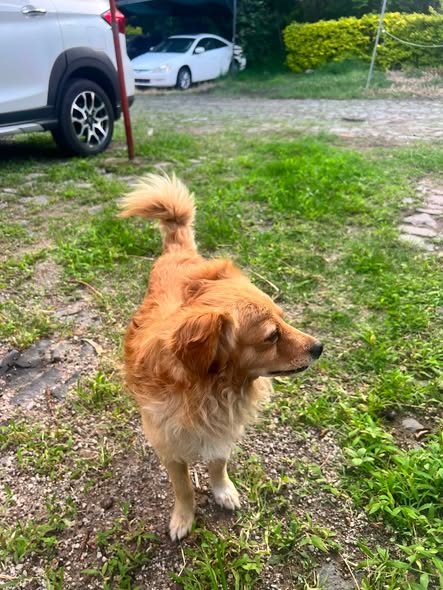 Dog sighting photo