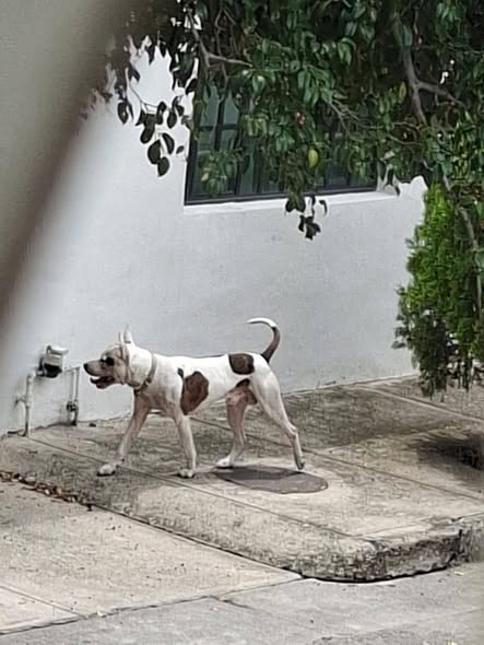 Dog sighting photo