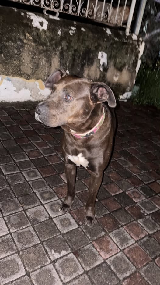 Dog sighting photo