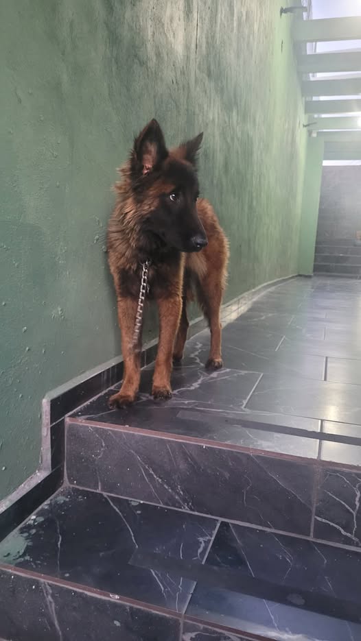 Foto del avistamiento de perro