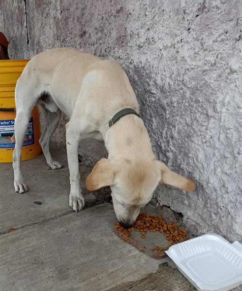Foto del avistamiento de perro