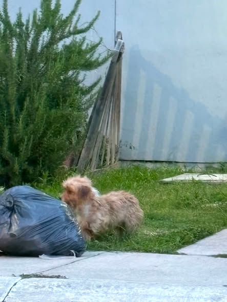 Dog sighting photo