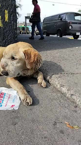 Foto del avistamiento de perro