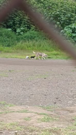 Foto del avistamiento de perro
