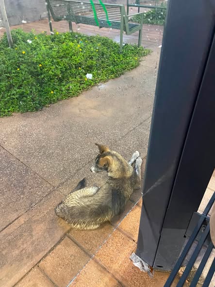Foto del avistamiento de perro
