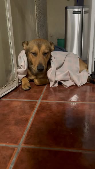 Foto del avistamiento de perro