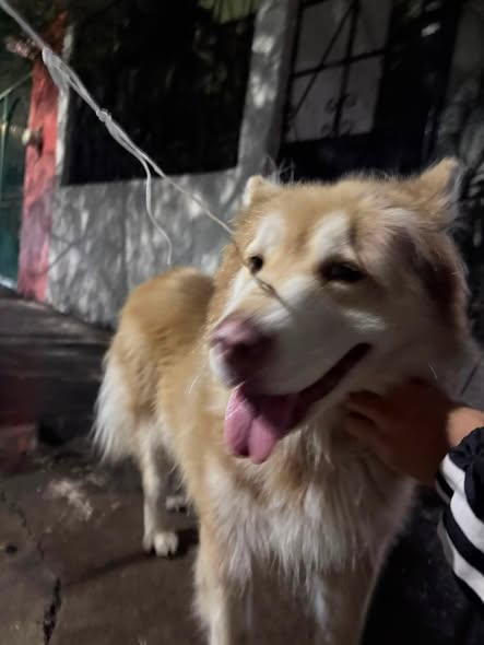 Foto del avistamiento de perro
