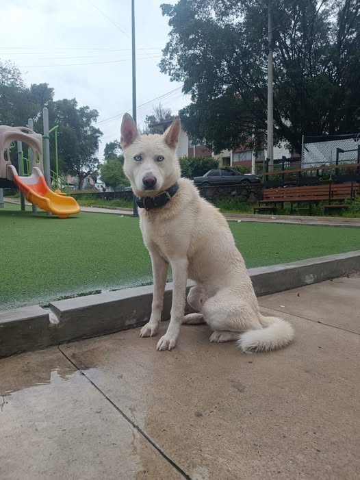 Dog sighting photo