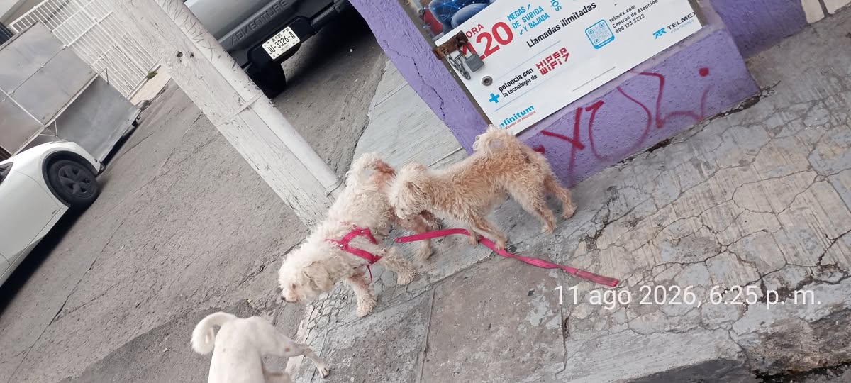 Dog sighting photo