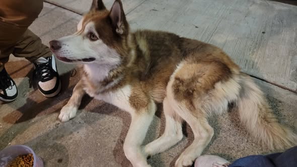 Foto del avistamiento de perro
