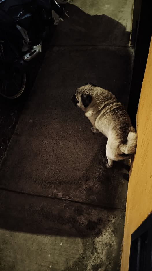 Foto del avistamiento de perro