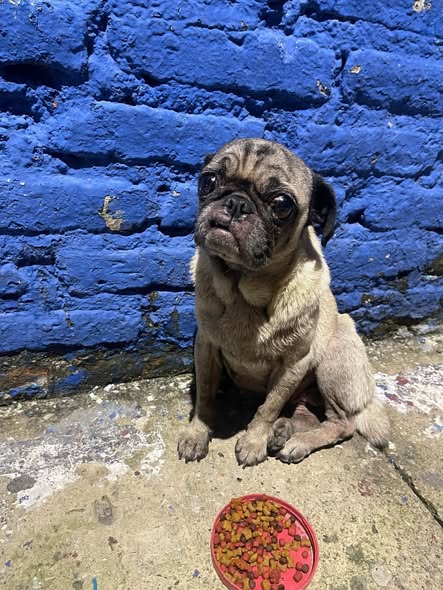 Foto del avistamiento de perro