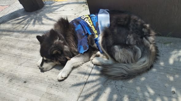 Foto del avistamiento de perro