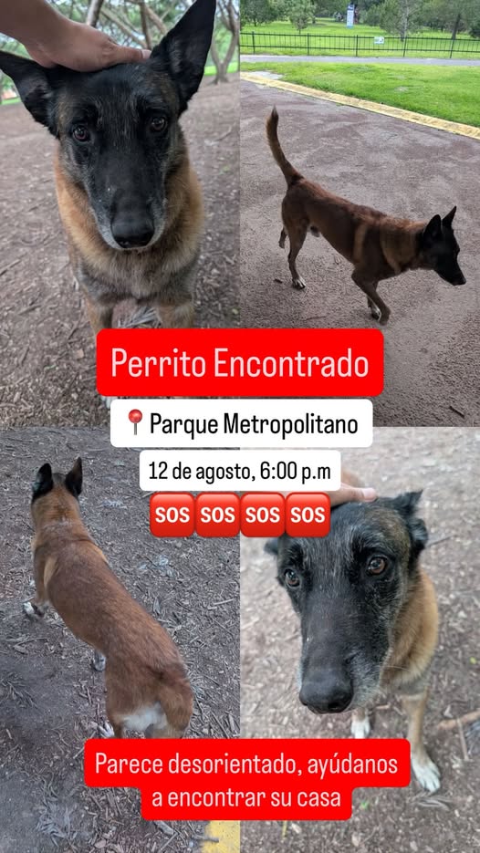 Foto del avistamiento de perro