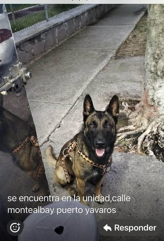 Dog sighting photo
