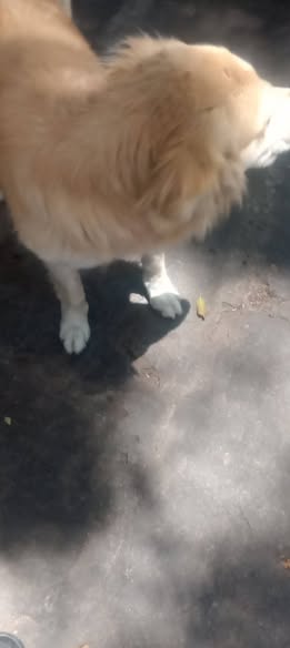 Dog sighting photo